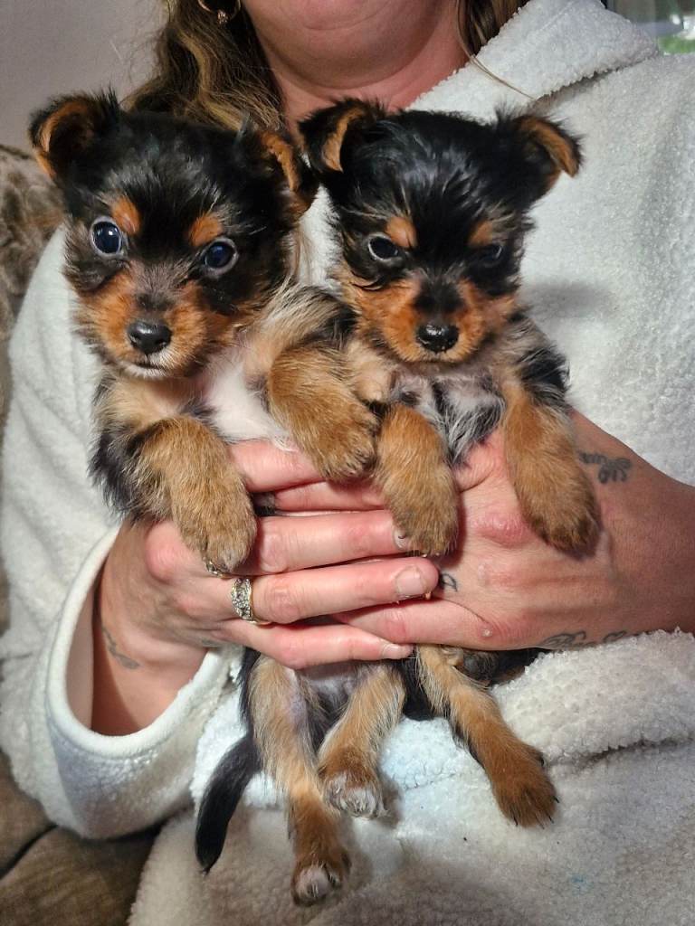 Yorkshire terrier puppies 