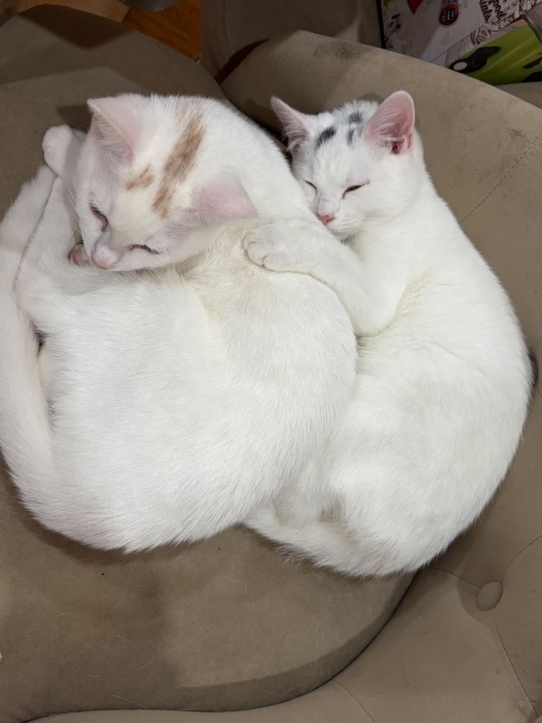 2 British shorthair kittens ready for new home !urgent!