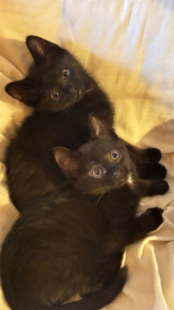 2 boys 9 weeks on Saturday coming 14th