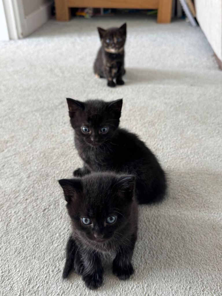 British shorthair kittens ready to go