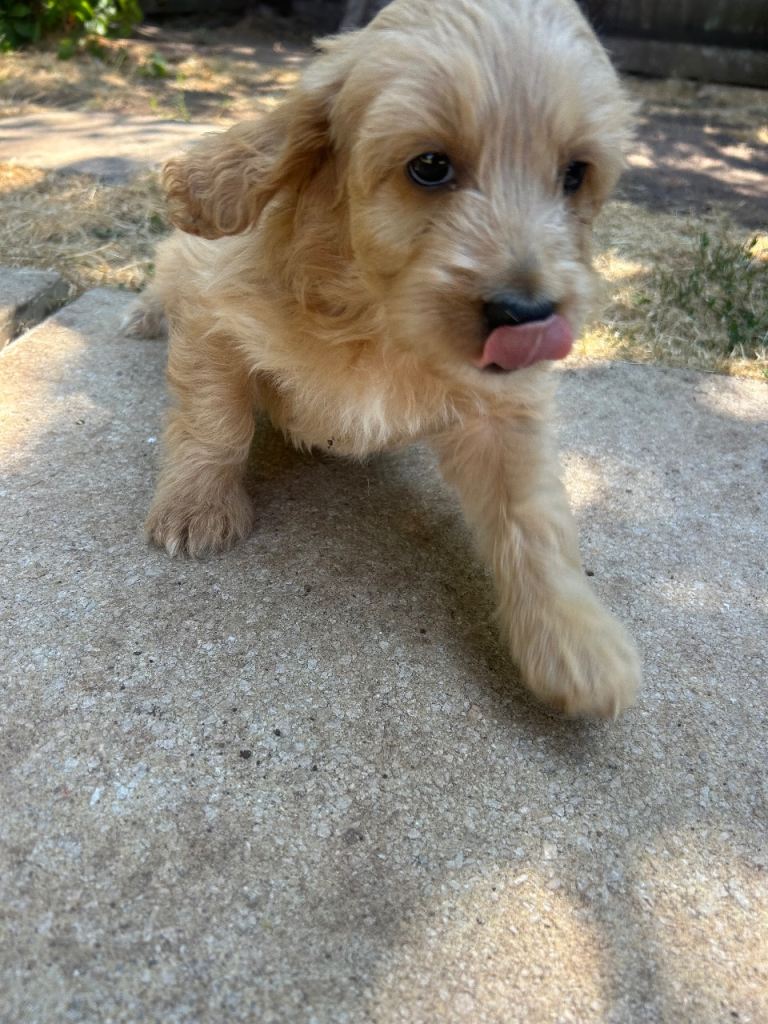 Cockapoo puppies