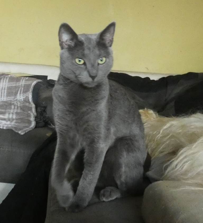 Pure Russian Blue Female Cat