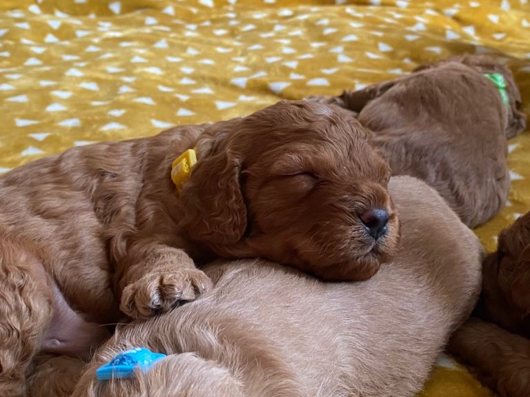 7 beautiful cavacockapoos for sale 