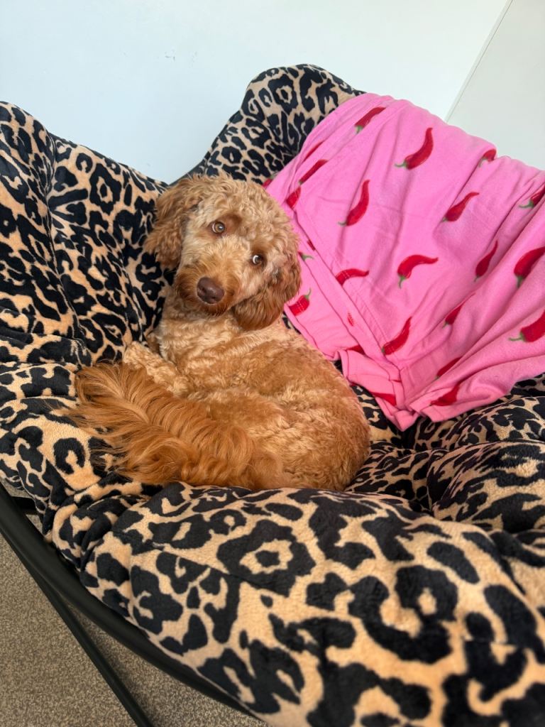 Male cockapoo 