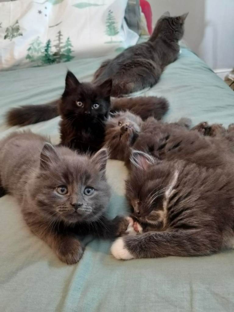 Kitten looking for new home