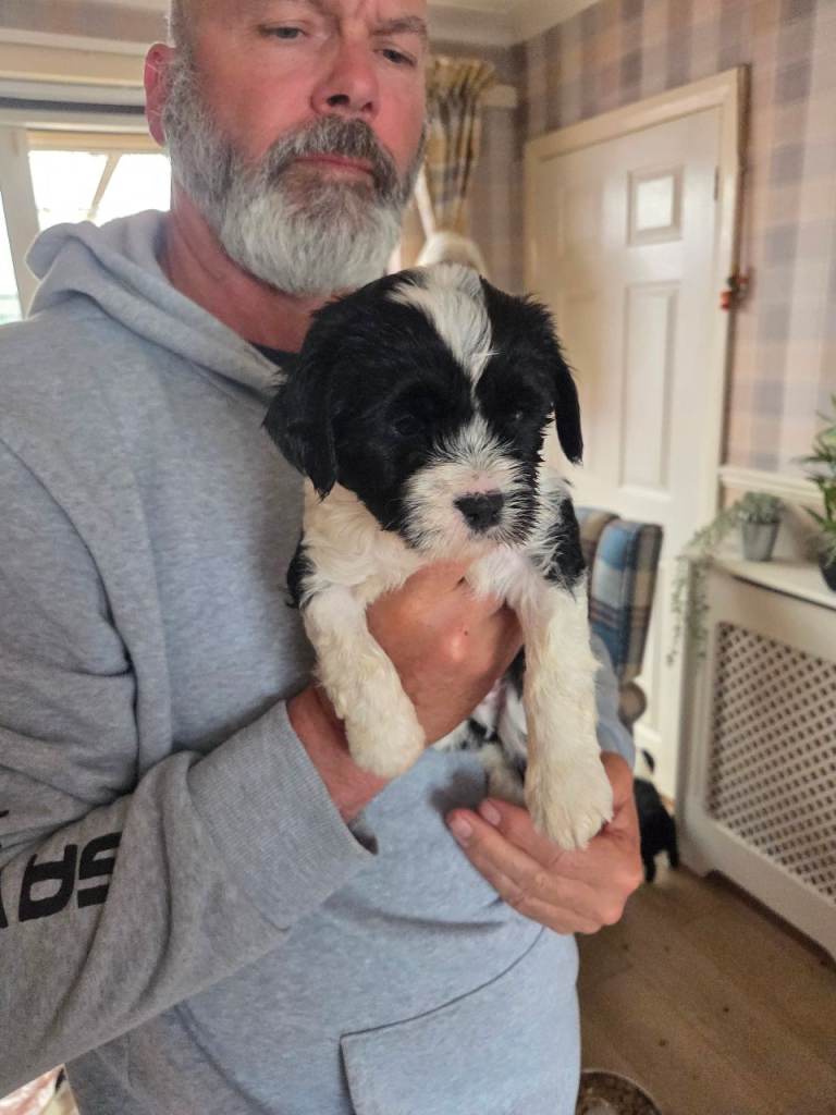 Tibetan terrier puppies 2 boys remaining 