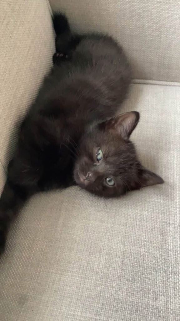 REHOMED!! Lovely black kitten looking for home 