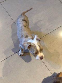 Olde Tyme Fluffy bulldog puppies