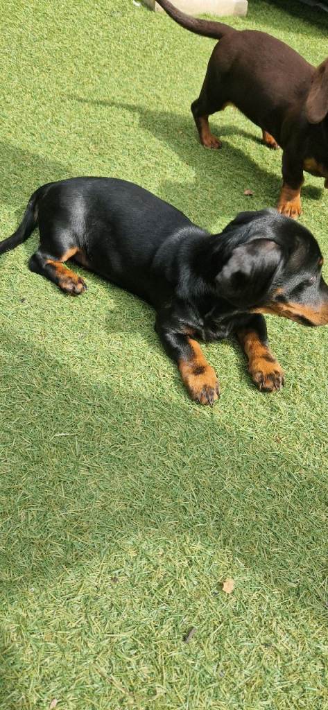 Dachshund puppy
