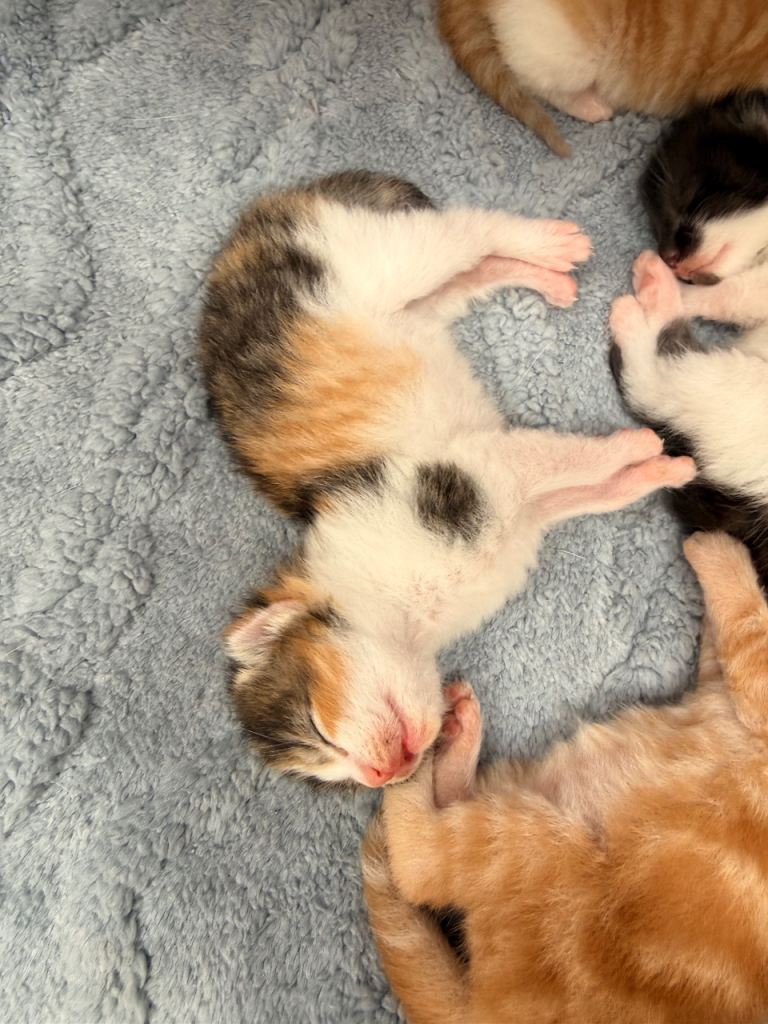 Maine coon cross kittens 