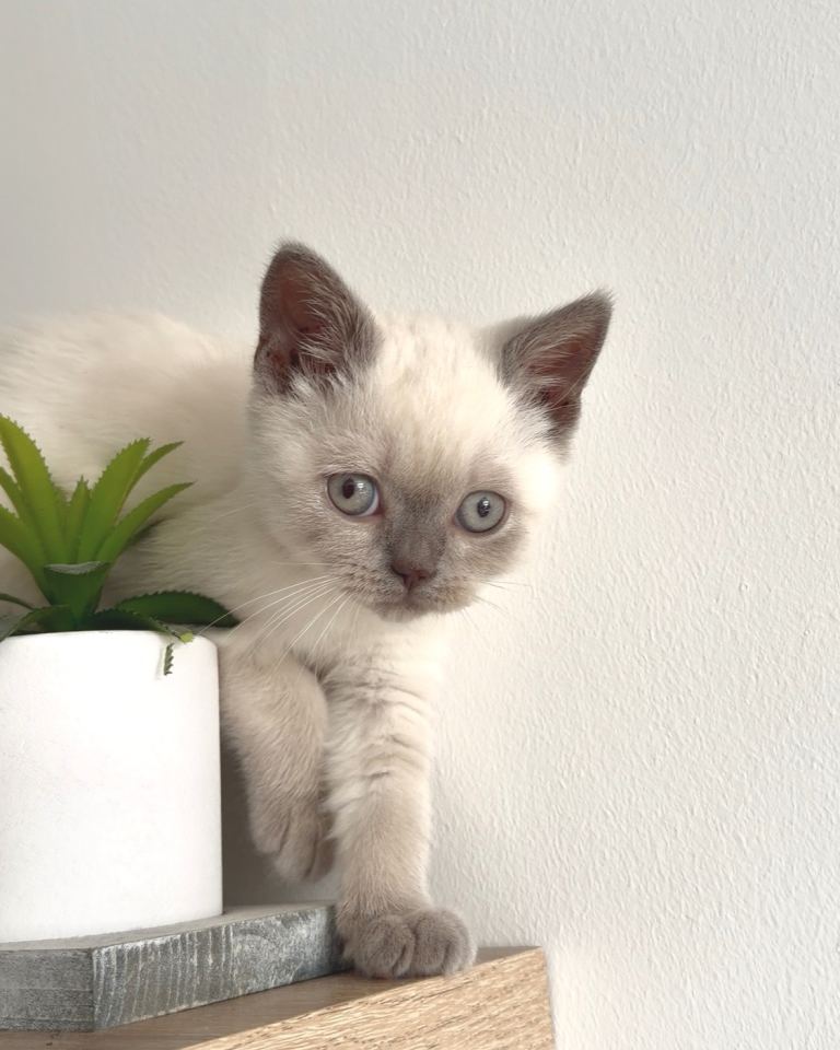 Shorthair Kitten Gorgeous Ice Blue-Eyed Girl Ready Now 