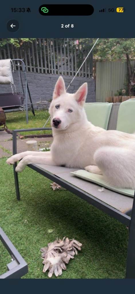 7 month husky 