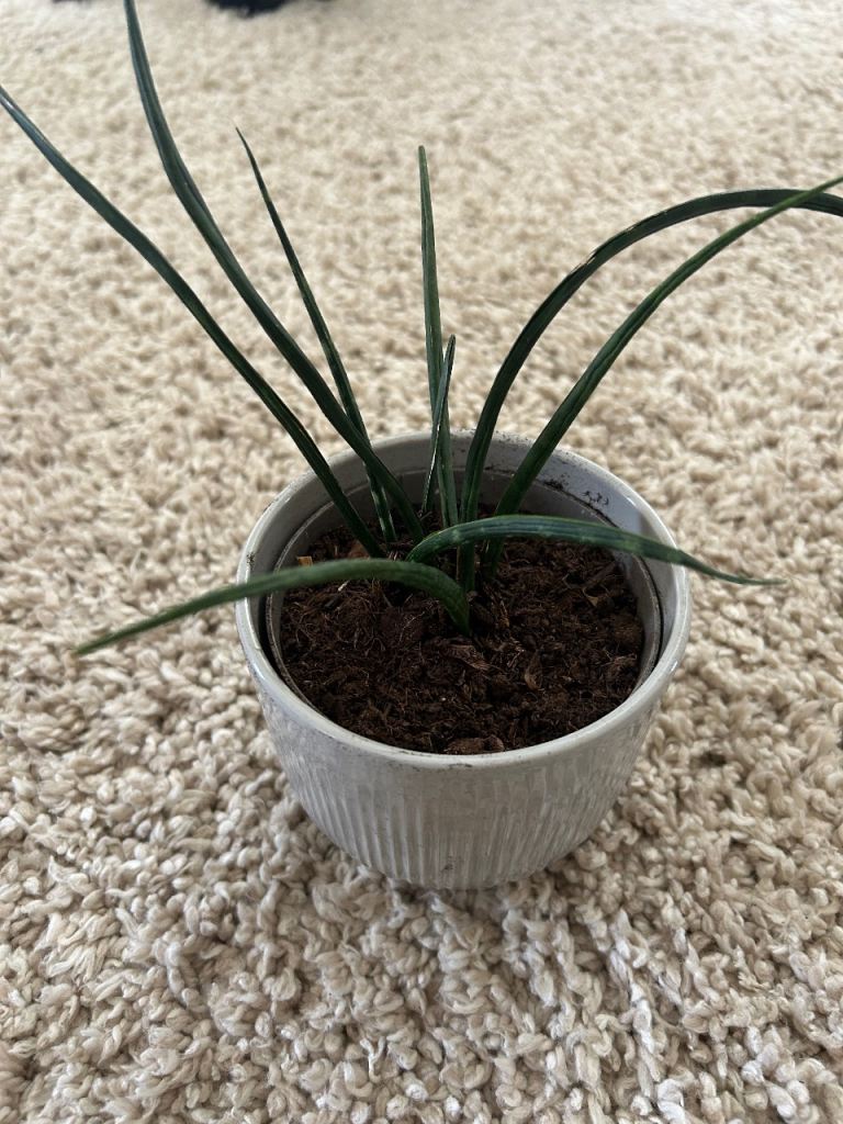 snake plant 