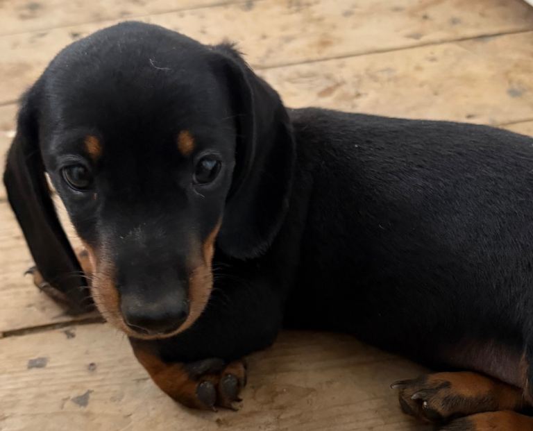 3 male dachshunds
