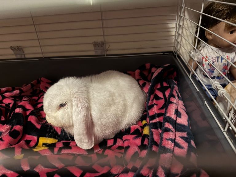White Lop Rabbit 