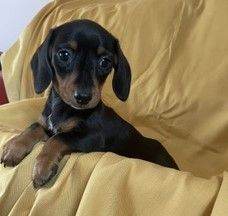 Miniature Dachshund Puppies
