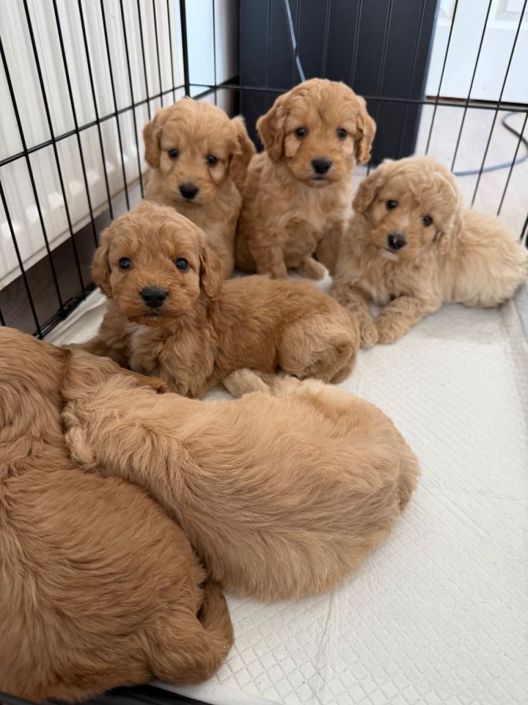 Cockapoo puppies