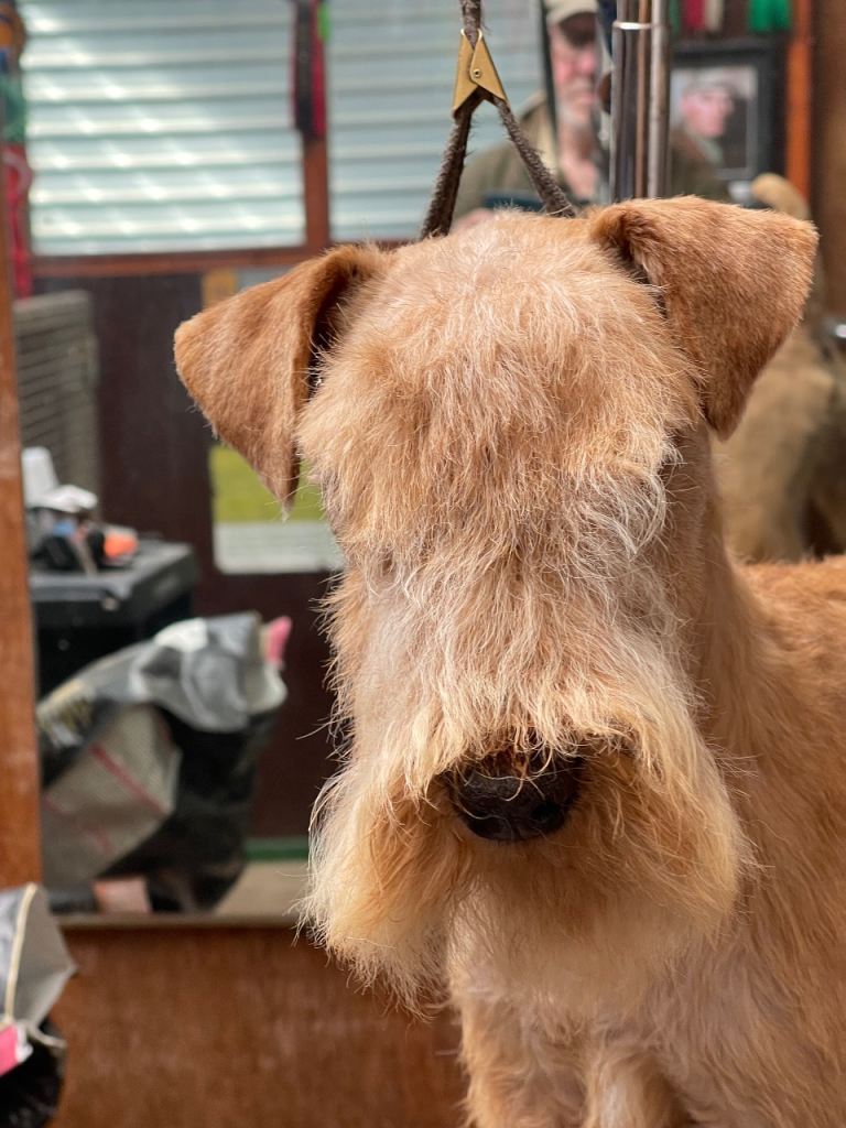 Beautiful Lakeland Terrier Dog Pup 