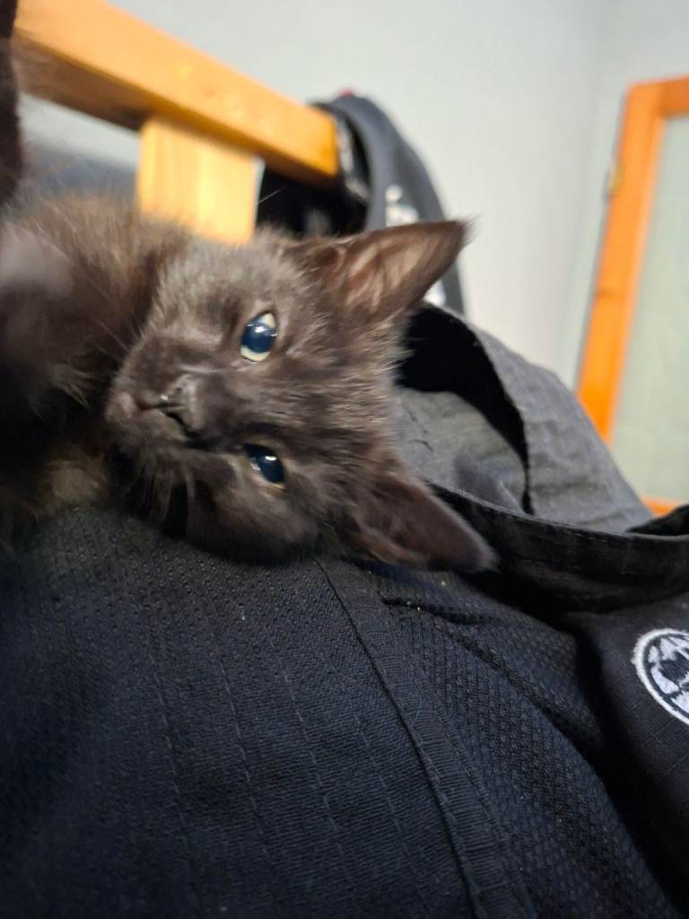 READY 14/12/25 Adorable Black/Brown Boy Kitten 