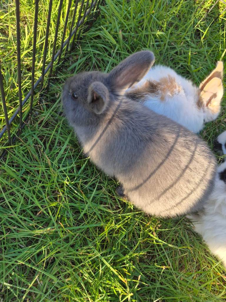 Female bunny for sale