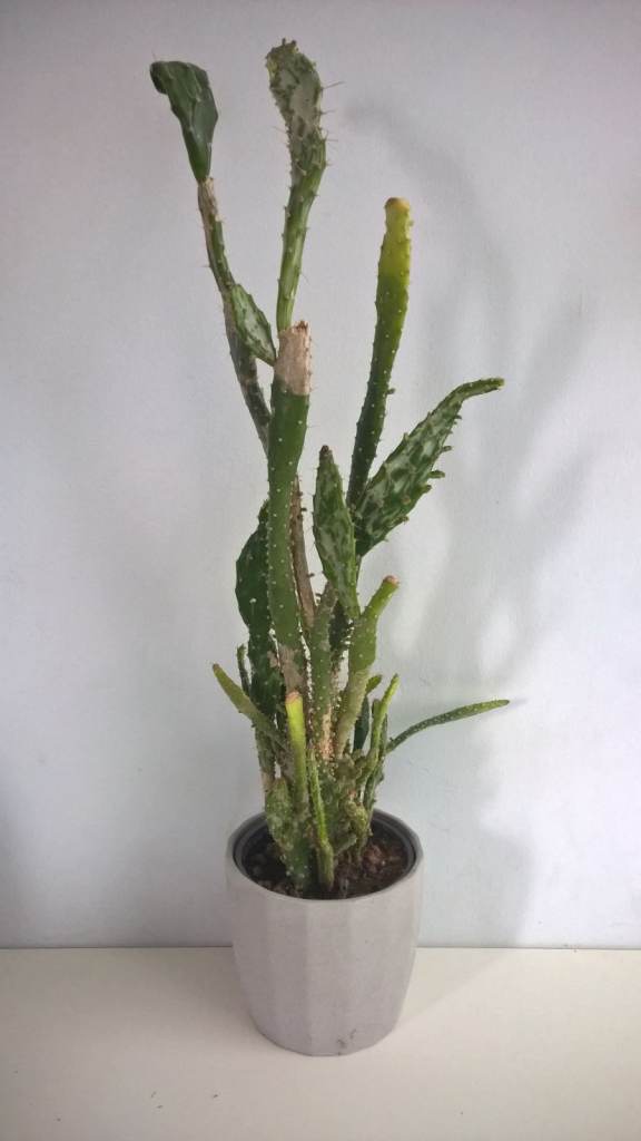 image for Prickly Pear Cactus,