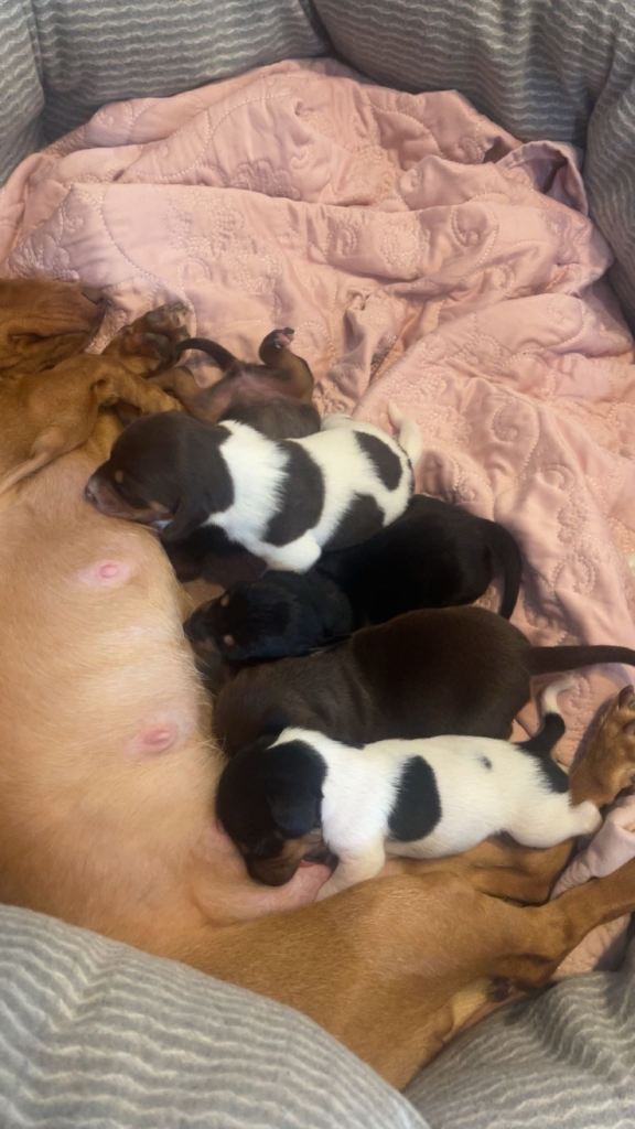 Miniature Dachshund puppies