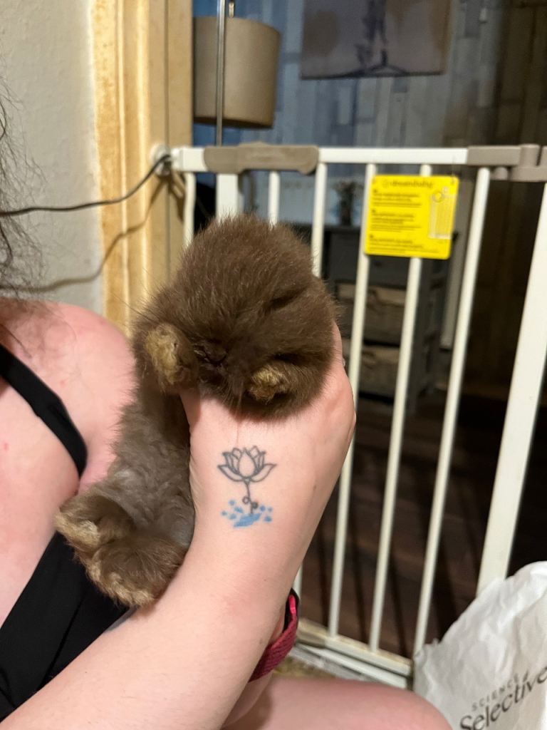 Netherland Dwarf / Minilop