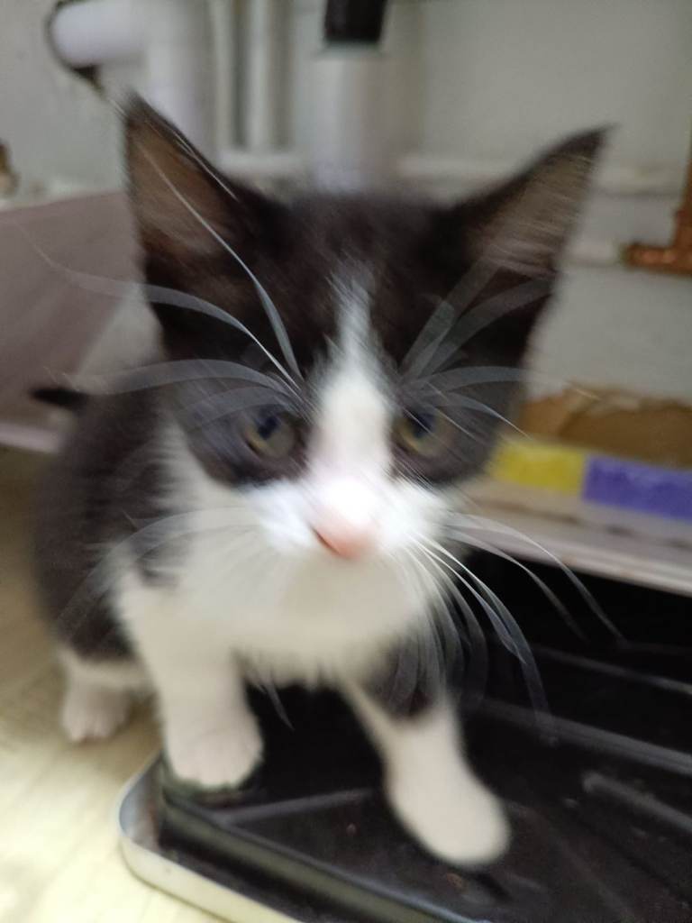 Kittens 