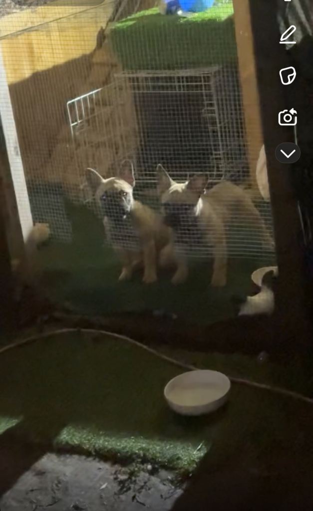 French bulldog puppies 