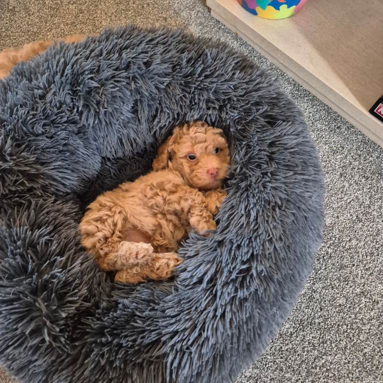 Miniature poodles