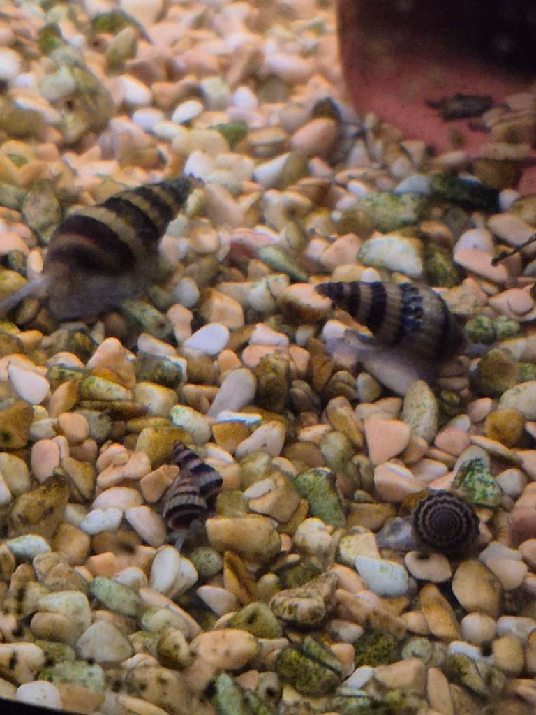 Assasin snails