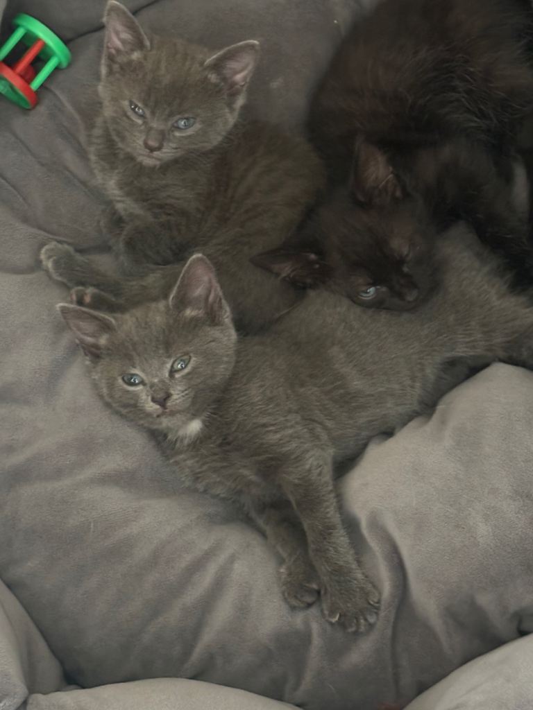 Stunning friendly kittens £100.00 each ready to go now  