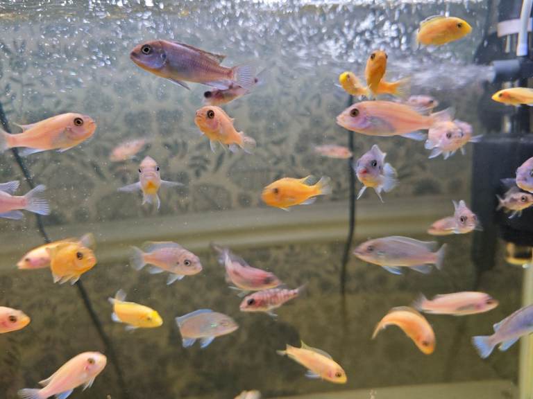 African cichlids Mbunas and peacock juveniles
