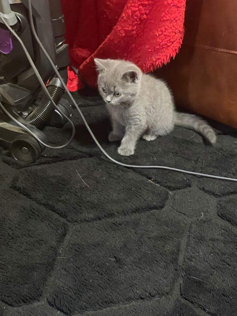  2 Bsh kittens ready now
