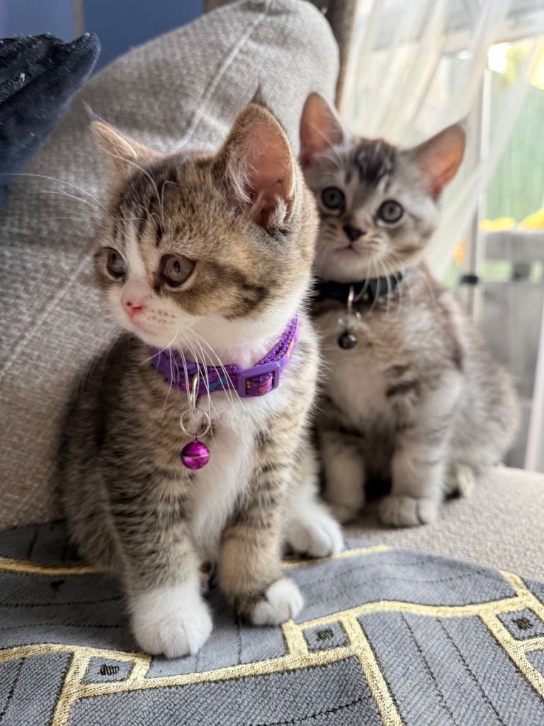 Pure British kittens for sale