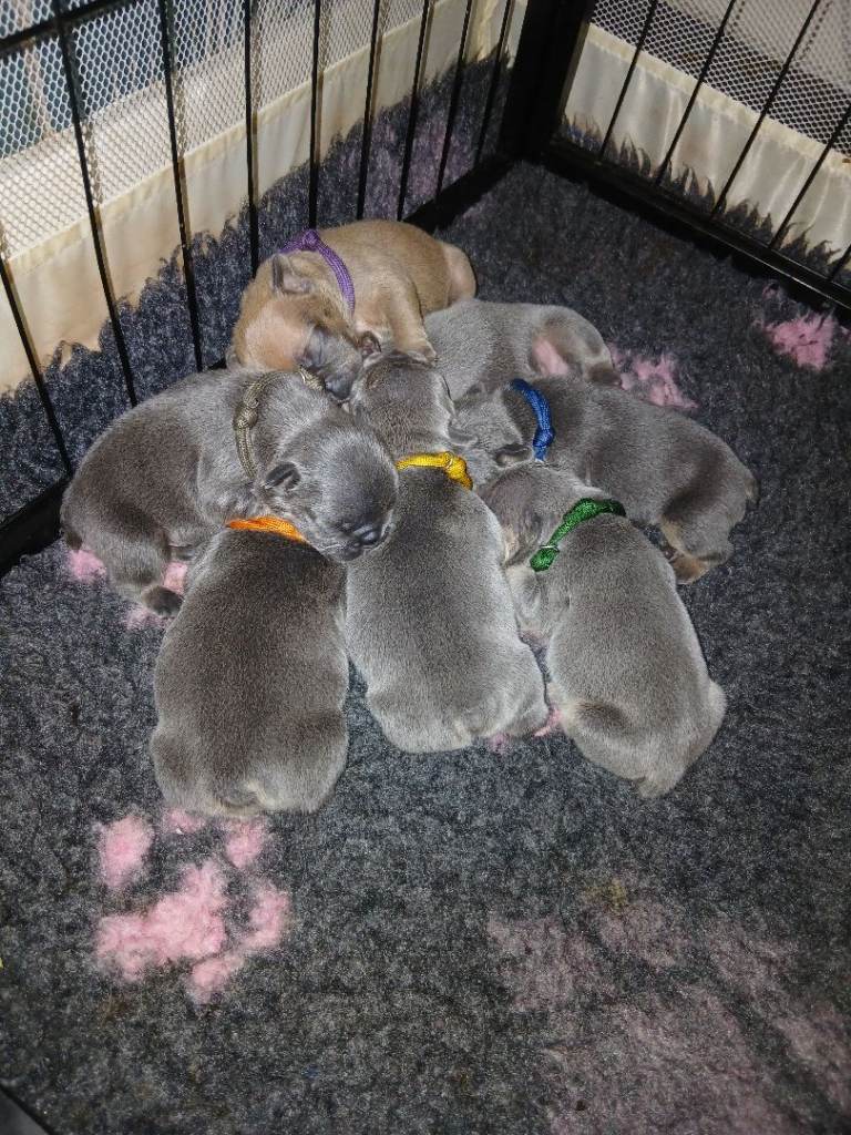 French bulldog male pup 