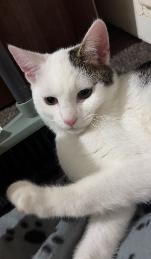 image for Loving Mixed Cat Well Behaved 