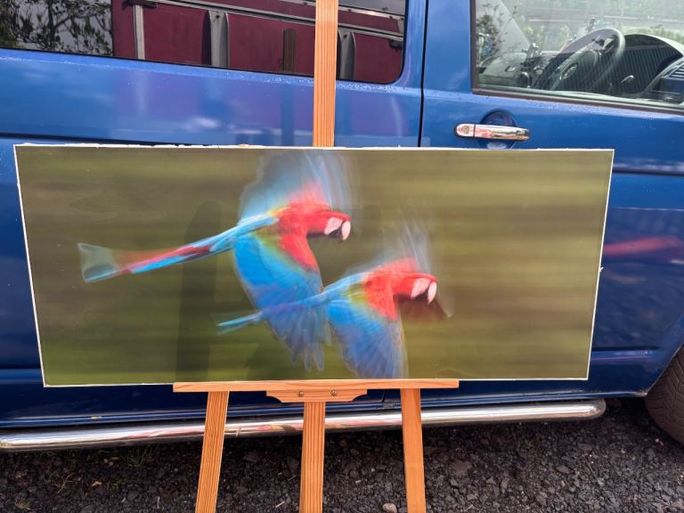 Parrots print