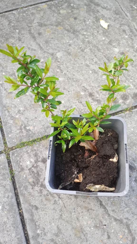 1 pomogranete plant in a tall pot well rooted plant