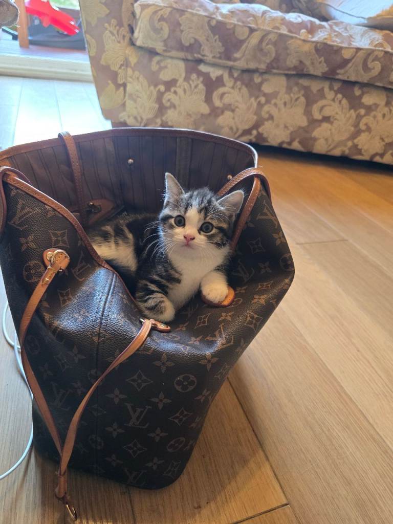 kittens for sale