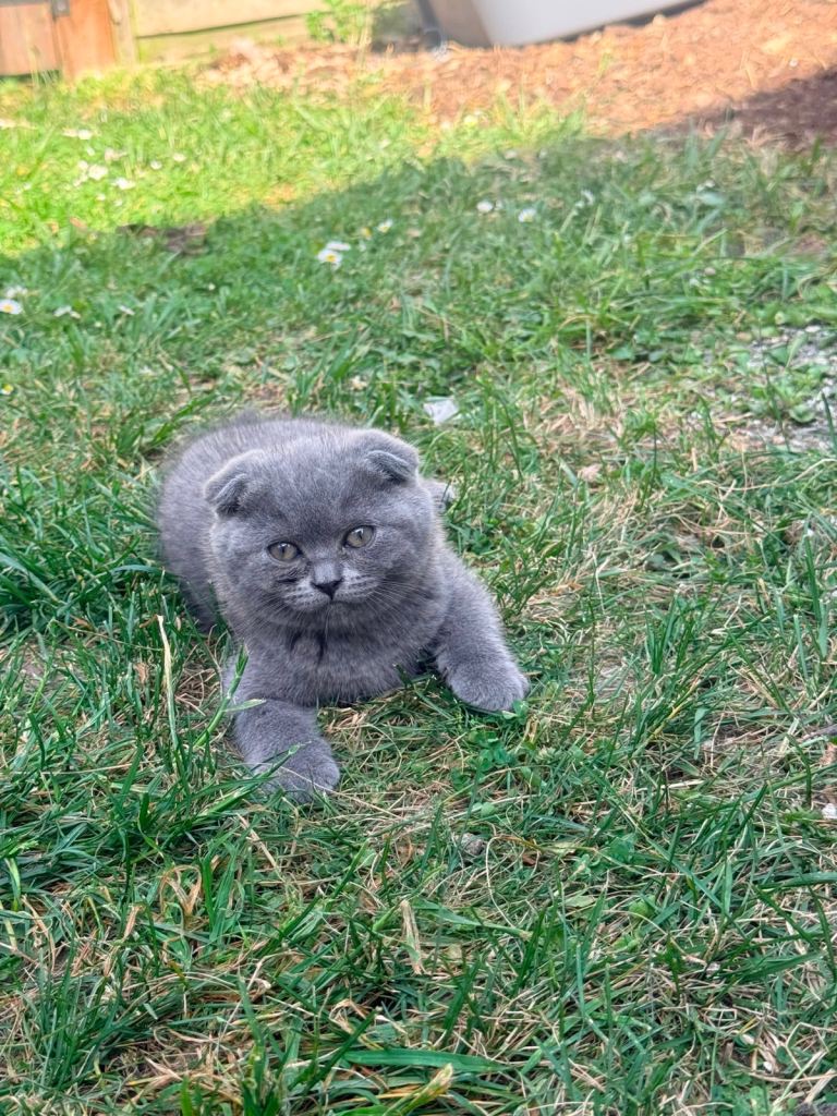 Baby kitty 