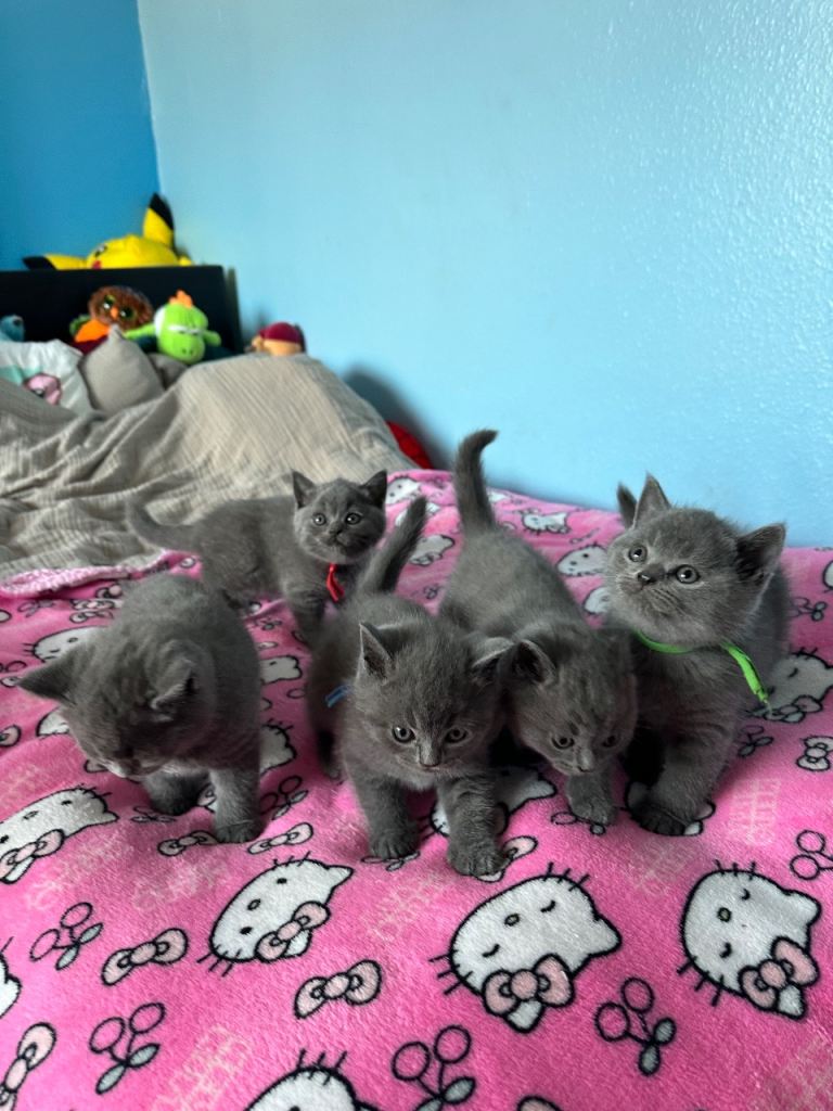 British short hair kittens 