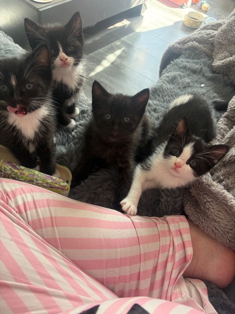 Ragdoll cross kittens 