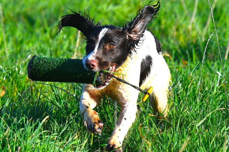 11 month old English Springer Spaniel bitch