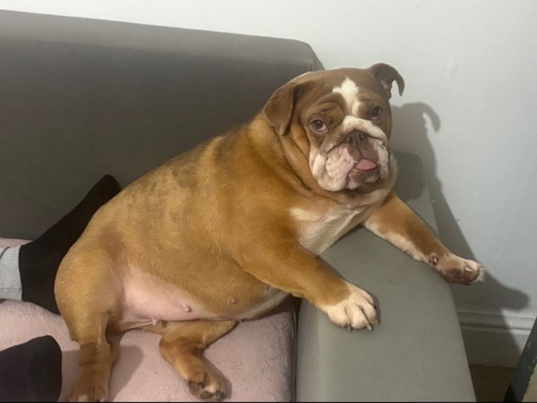 Lovely English Bulldog Looking For a new Home 🏠 