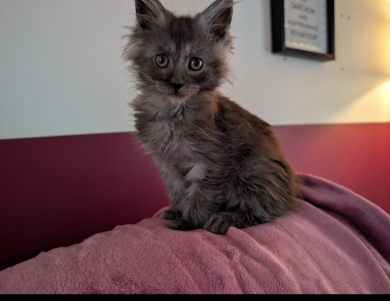Maine coon kittens