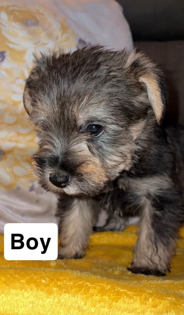 Miniature Yorkie x kc registered schnauzer, ready now 
