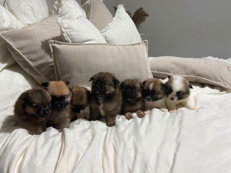 Pomeranian pups 7 weeks old