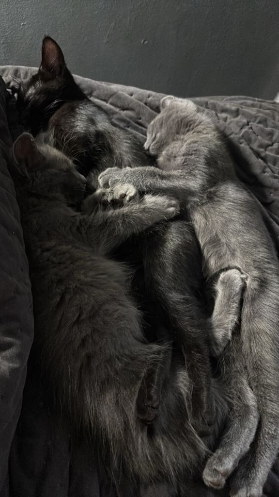 3 kittens looking for new home 