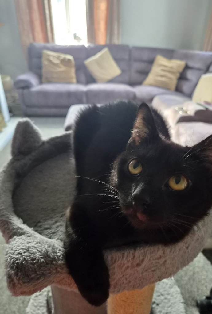 Sad rehoming off our lovely female cat 